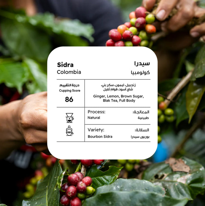 Piccolo - Colombia Sidra 250 g Espresso & Filter Preparation